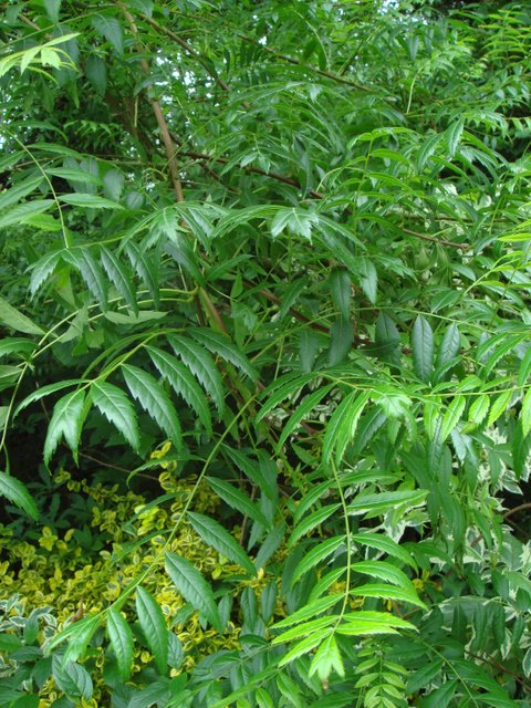 Xanthoceras sorbifolia feuille